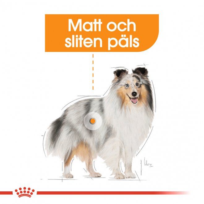 Royal Canin Coat Care Mini Adult torrfoder för hund