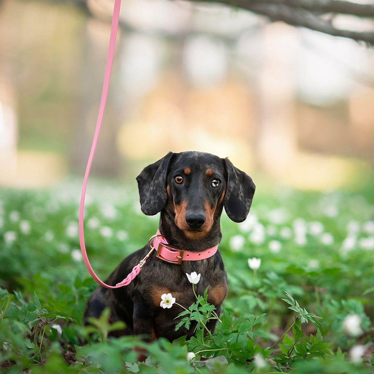Tyylivoitto Braid leash, light pink