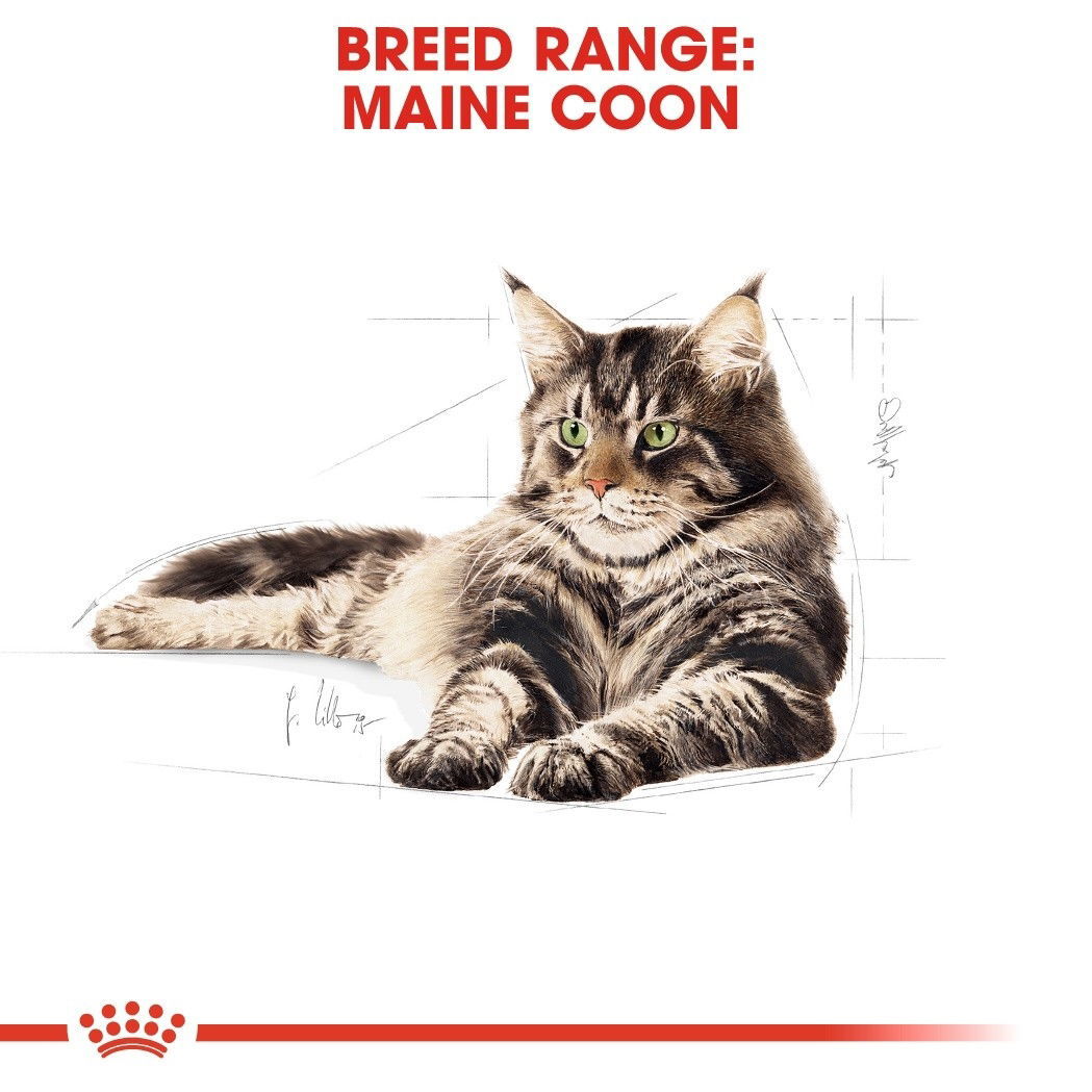Royal Canin Maine Coon Adult torrfoder för katt