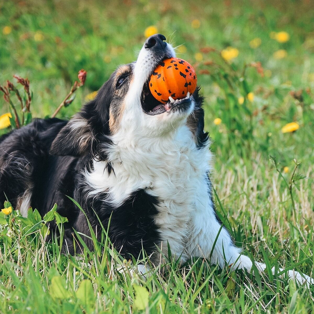 Non-Stop Dog ball