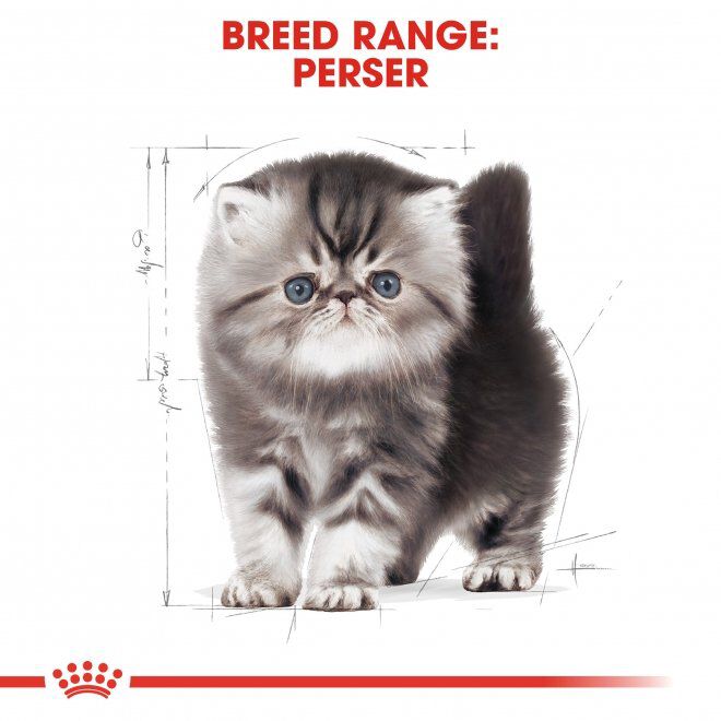 Royal Canin Persian Kitten torrfoder för kattunge