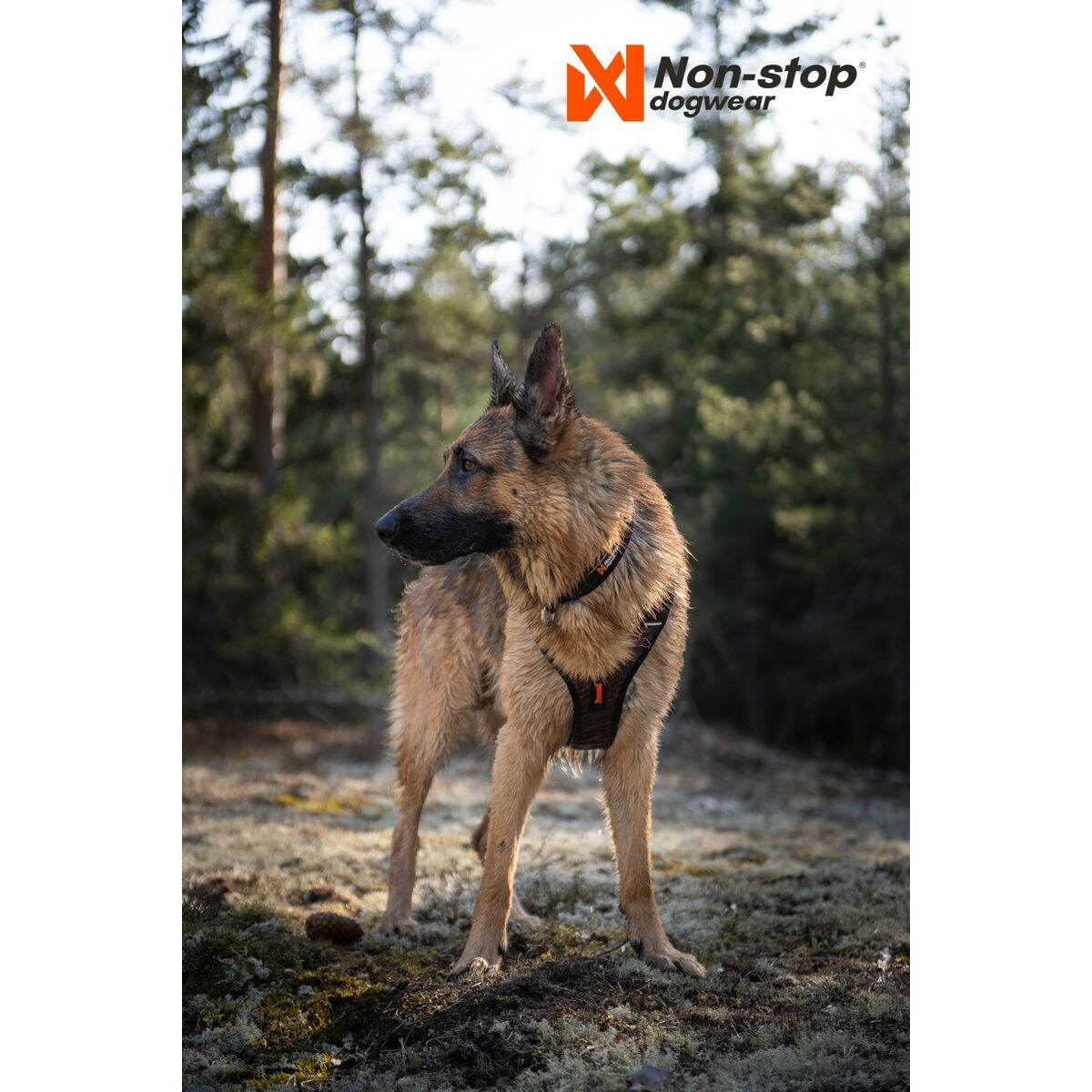 non-Stop Rock harness black/orange