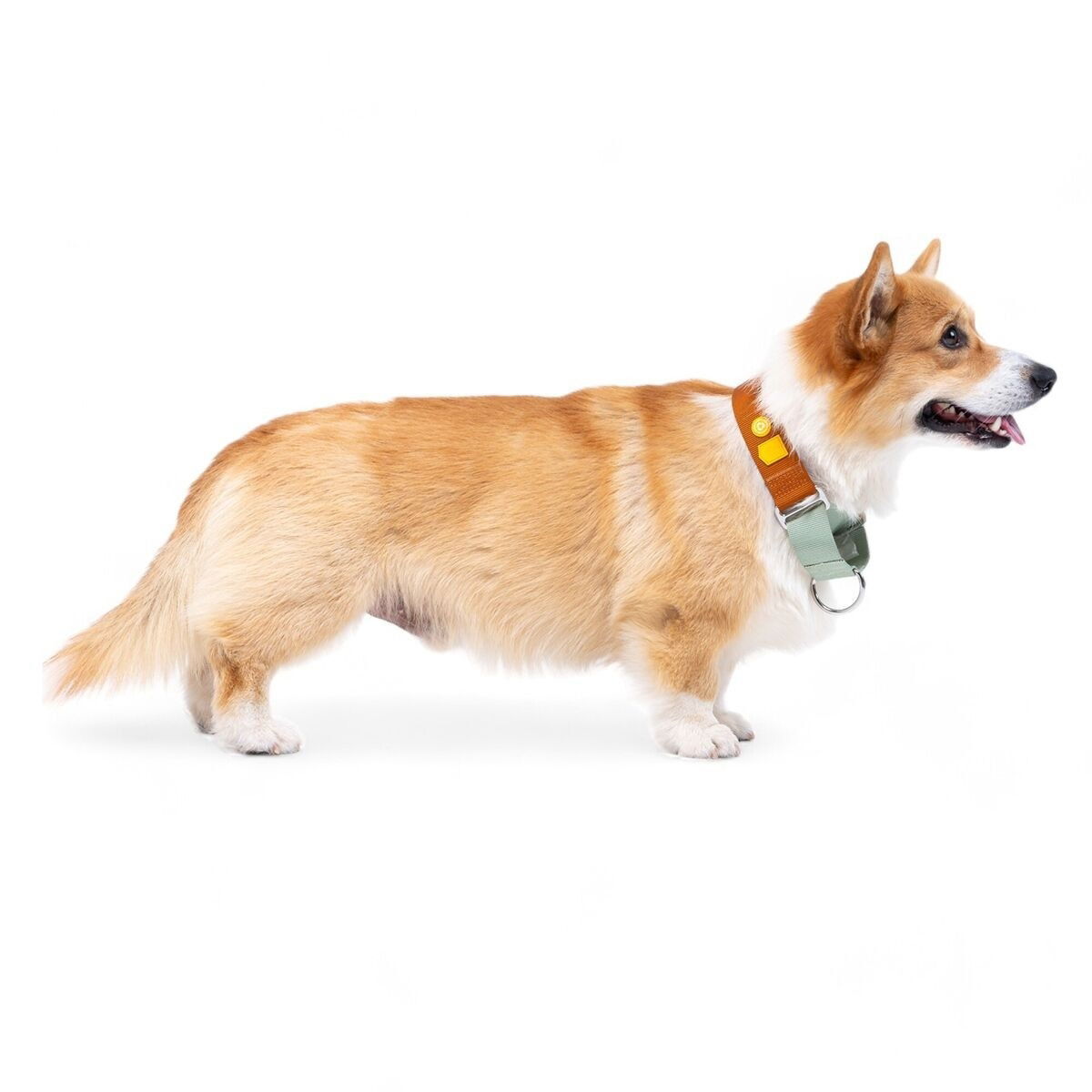 Woolly Wolf Color Block Martingale Collar, Terracotta Mix