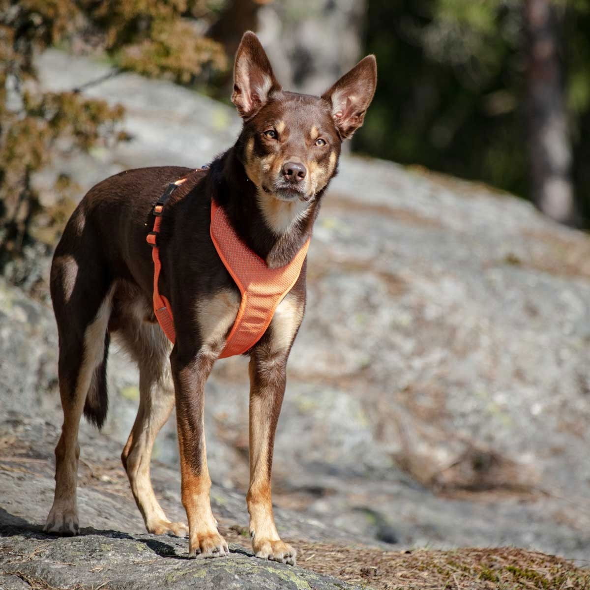 Feel Active Reflective harness Orange