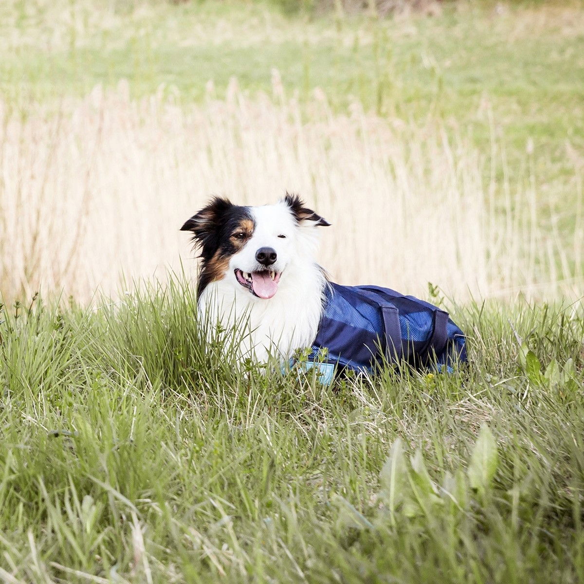 Back on Track Cool on Track Kyltäcke Hund 