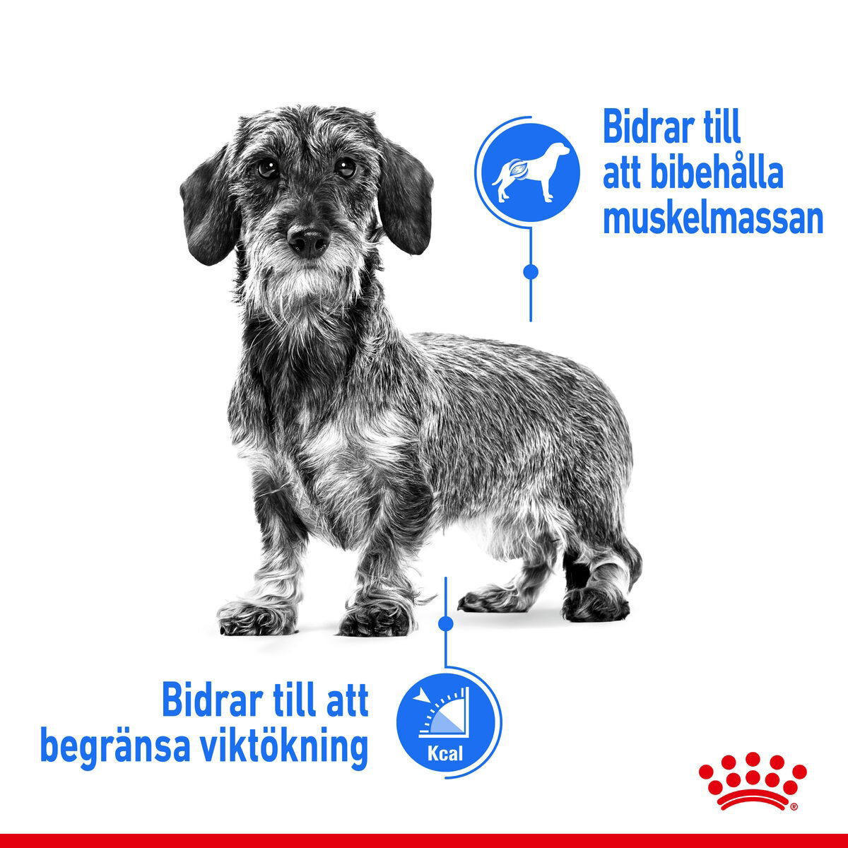 Royal Canin Light Weight Care Adult Loaf våtfoder för hund
