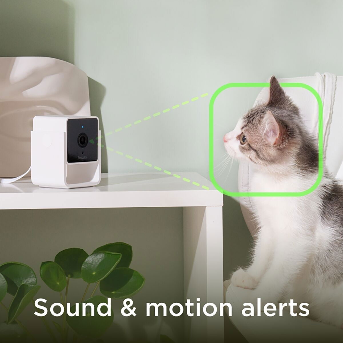 Petcube video camera 1080p HD 2 way audio