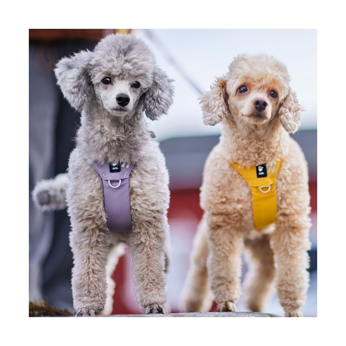 Hurtta Seeker harness honey