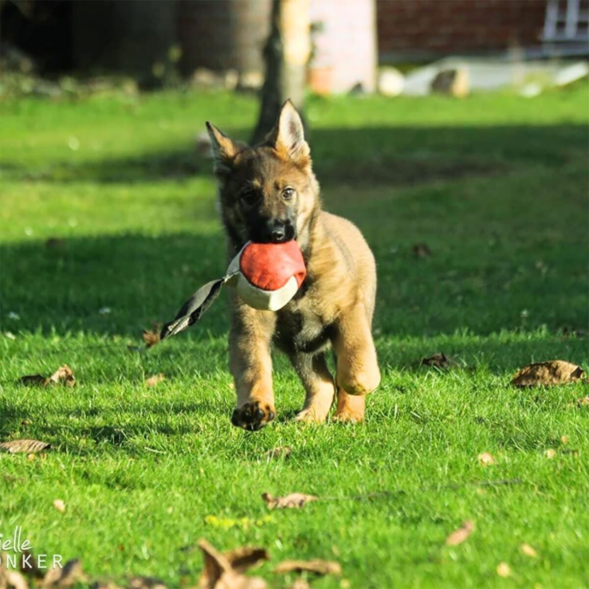 Dingo Gear Leather Training Ball 11cm