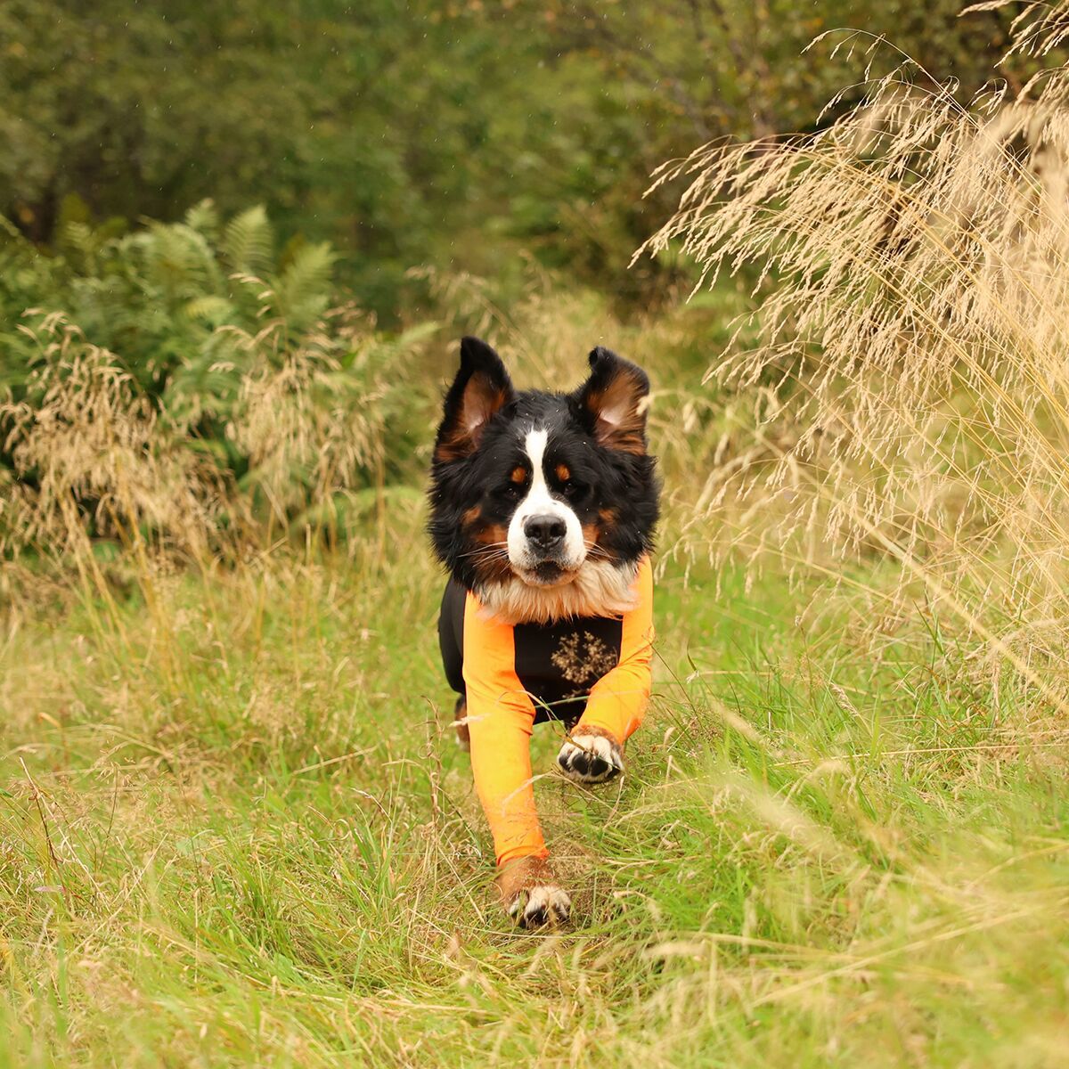 Non-stop dogwear Protector suit F orange/black