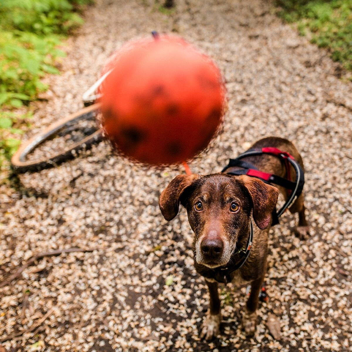Non-Stop Dog ball