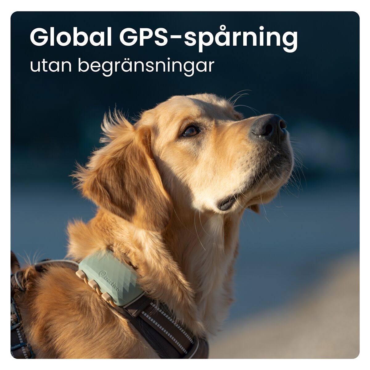 Tractive for DOG XL GPS