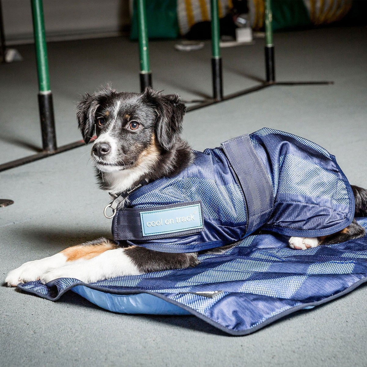 Back on Track Cool on Track Kyltäcke Hund 