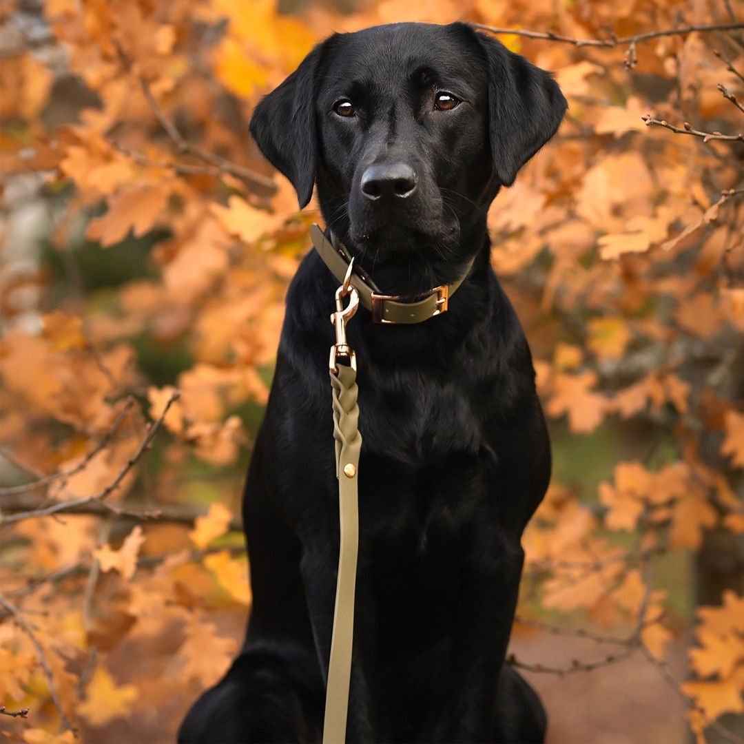 Tyylivoitto Classy collar olive