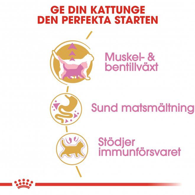 Royal Canin British Shorthair Kitten torrfoder för kattunge