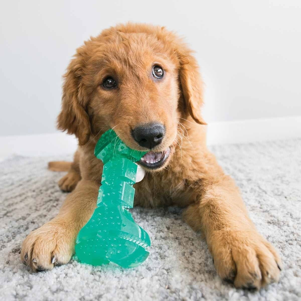 KONG Squeezz® Dental Stick Md