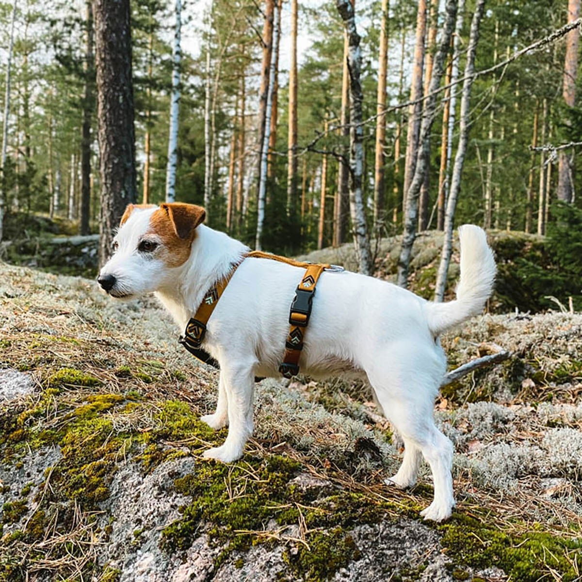 Woolly Wolf Sea to Summit Harness