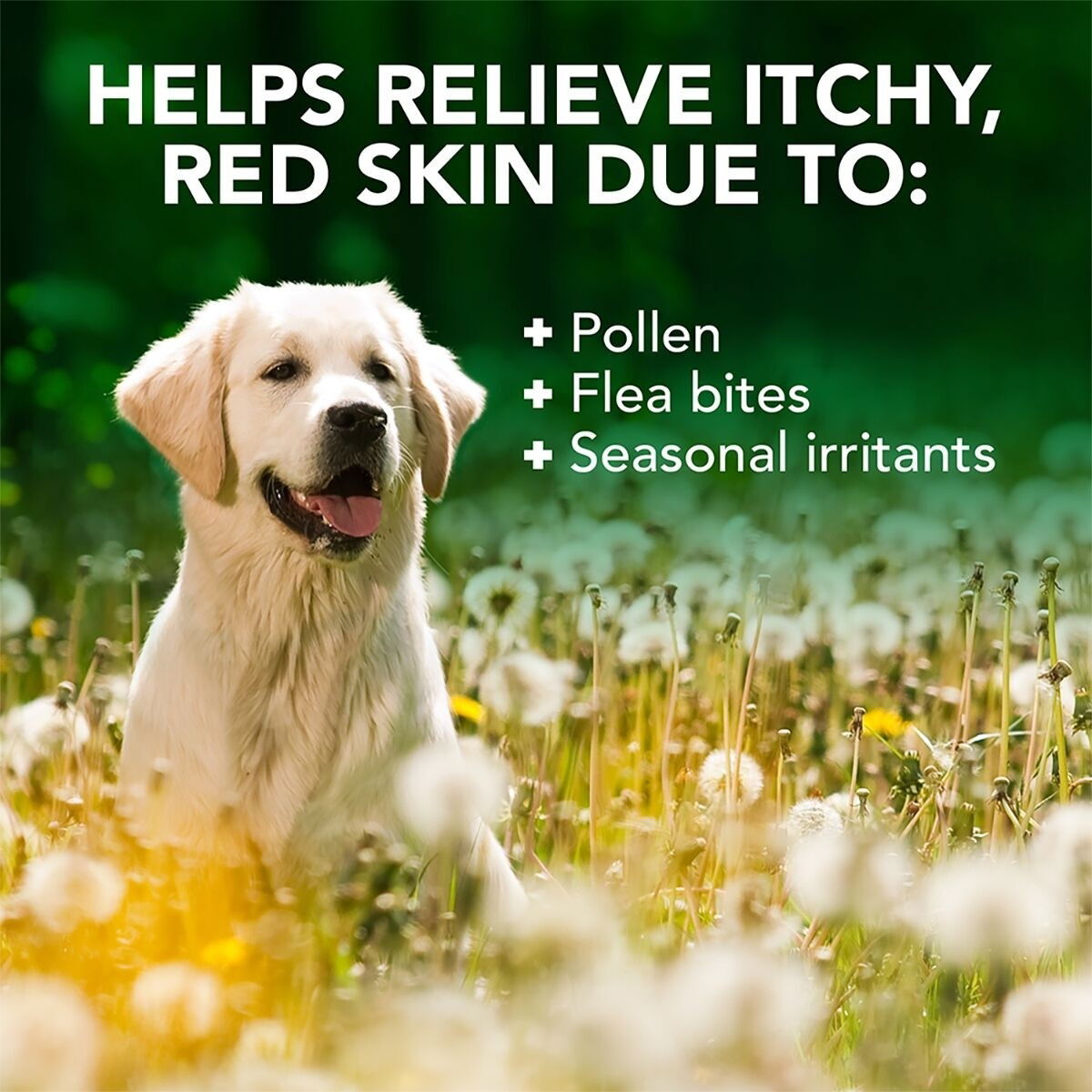 Vet's Best Allergy itch Shampoo 500ml