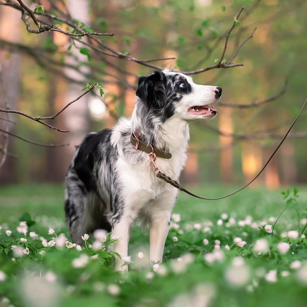 Tyylivoitto Classy collar olive