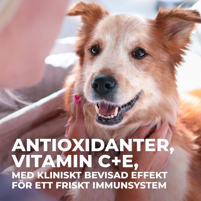 Hill's Science Plan Dog  Senior Vitality Medium