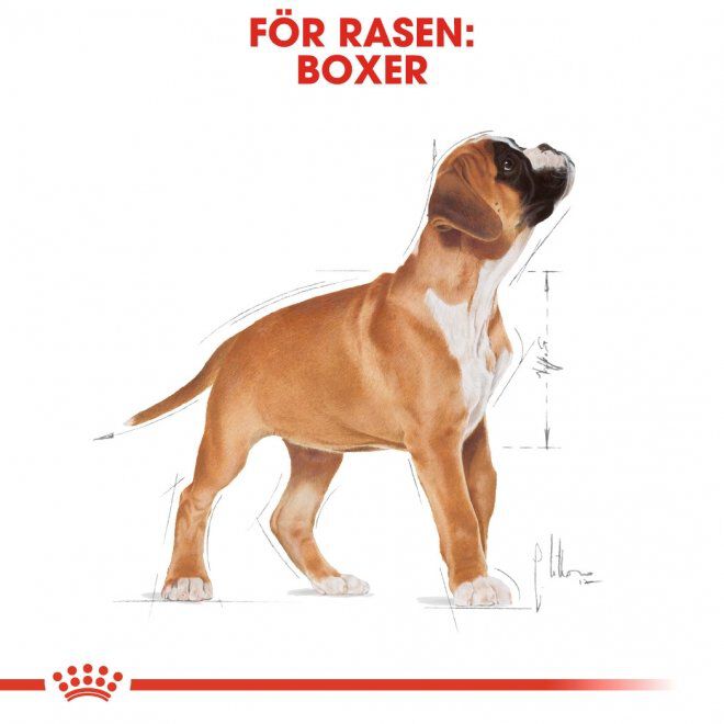 Royal Canin Boxer Puppy torrfoder för hundvalp
