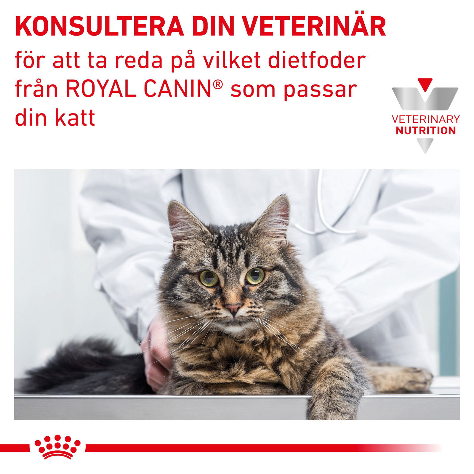Royal Canin Veterinary Diets Vital Early Renal torrfoder för katt