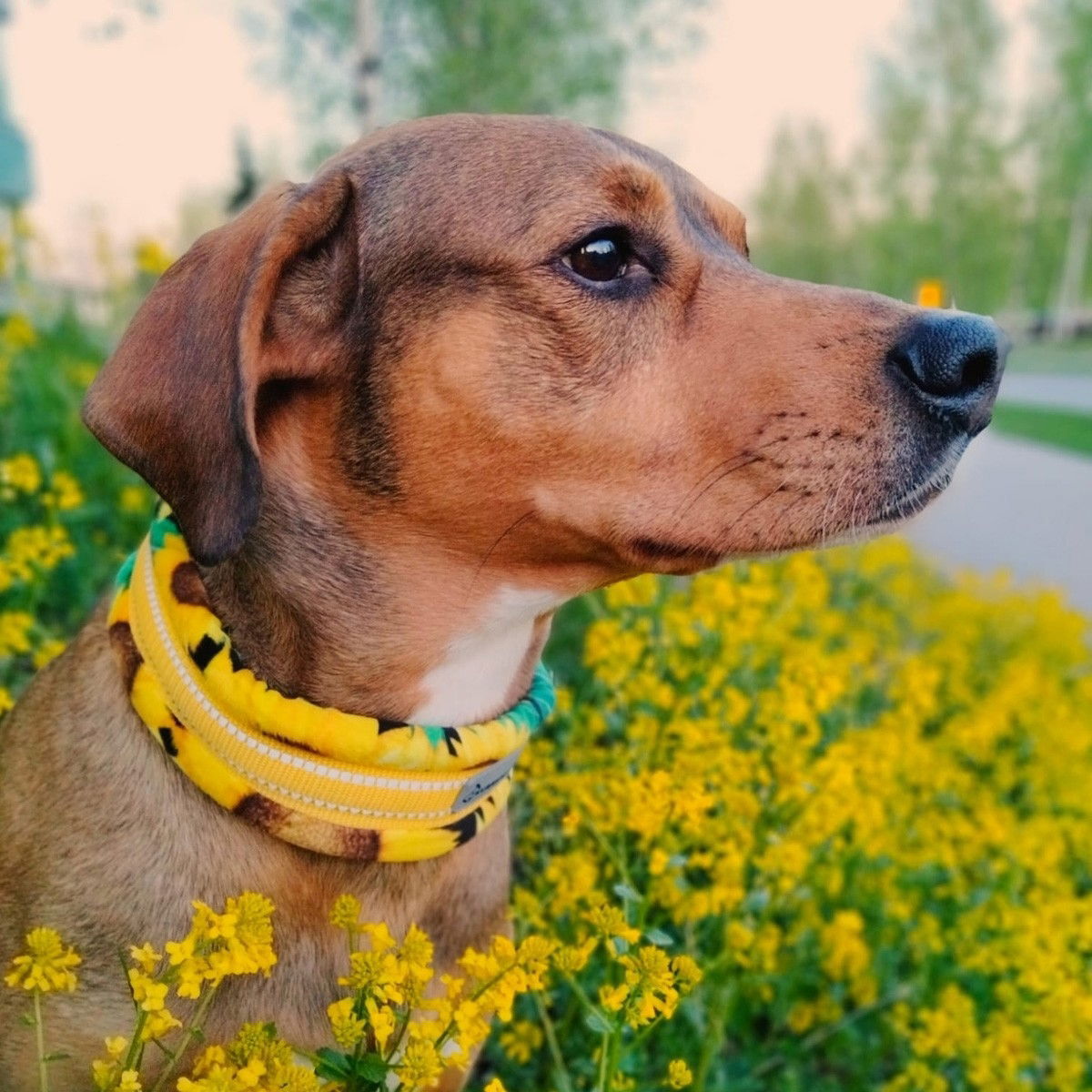 K&K half choke collar extrawide, furry, sun flower