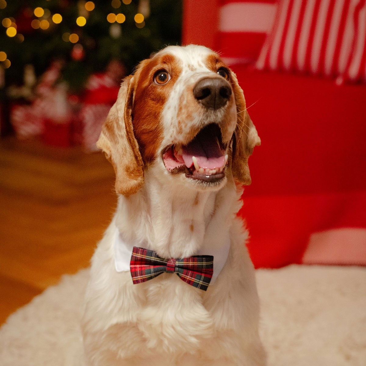 Little&Bigger Bowtie with collar