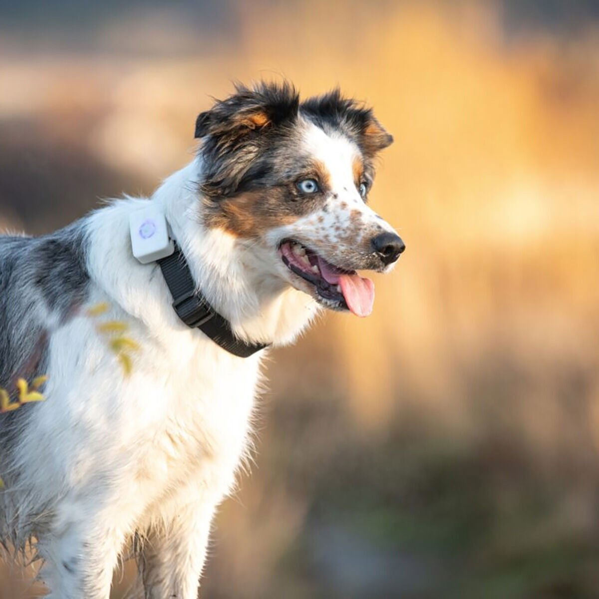 Lildog GPS-tracker