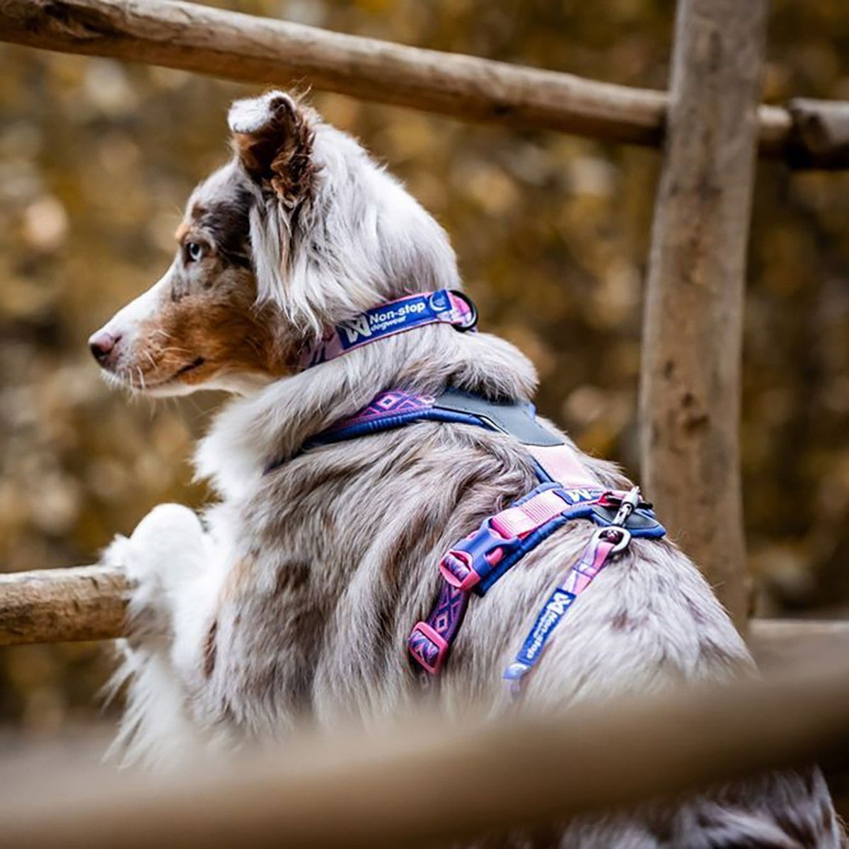 Non-stop Trail quest collar RP purple/pink