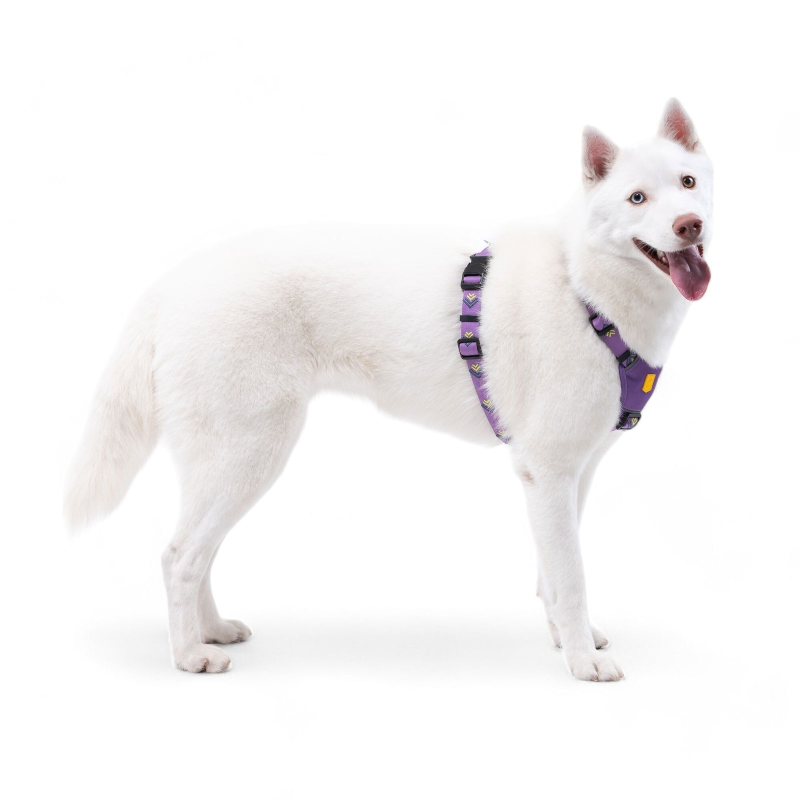 Woolly Wolf Northern Lights Harness