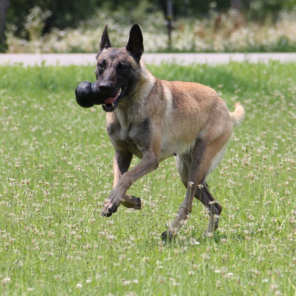 KONG Extreme Svart