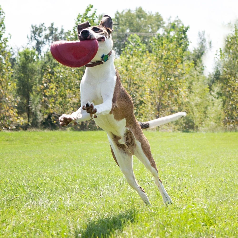 KONG Flyer Frisbee