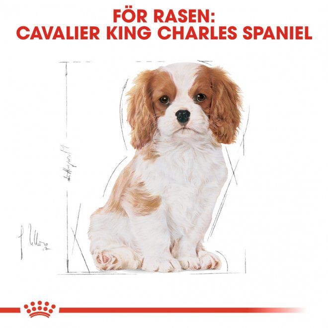 Royal Canin Cavalier King Charles Puppy torrfoder för hundvalp