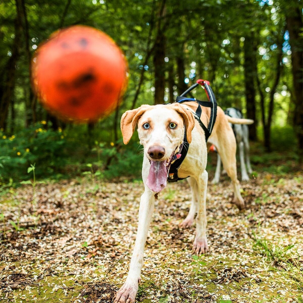 Non-Stop Dog ball