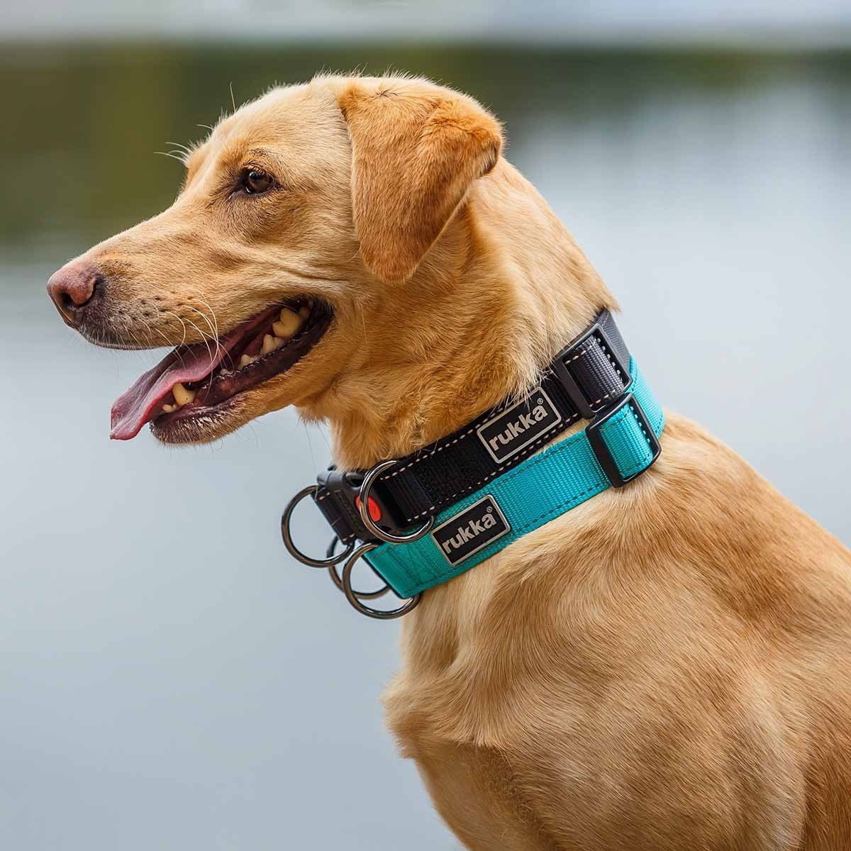 Bliss Polar Halsband Nylon Turkos