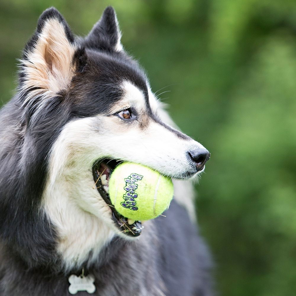 KONG Squeakair Tennisboll 3 st