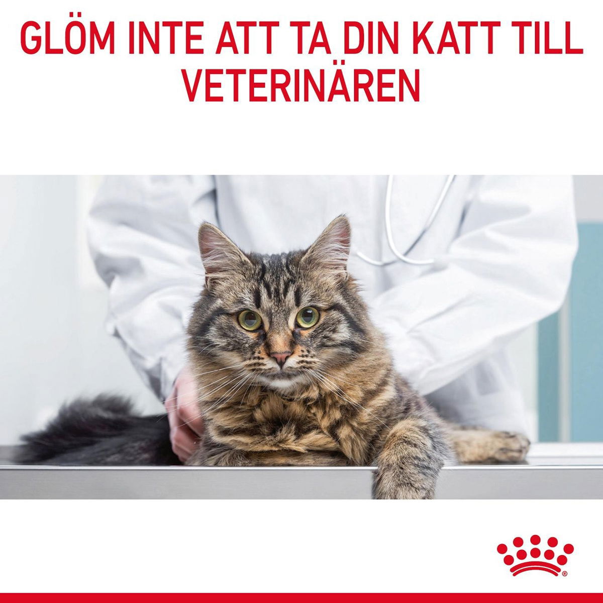 Royal Canin Dental Care Adult torrfoder för katt