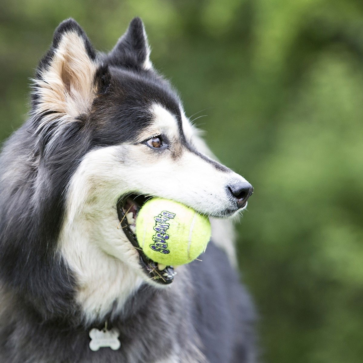 Kong Tennisboll Squeaker 1st