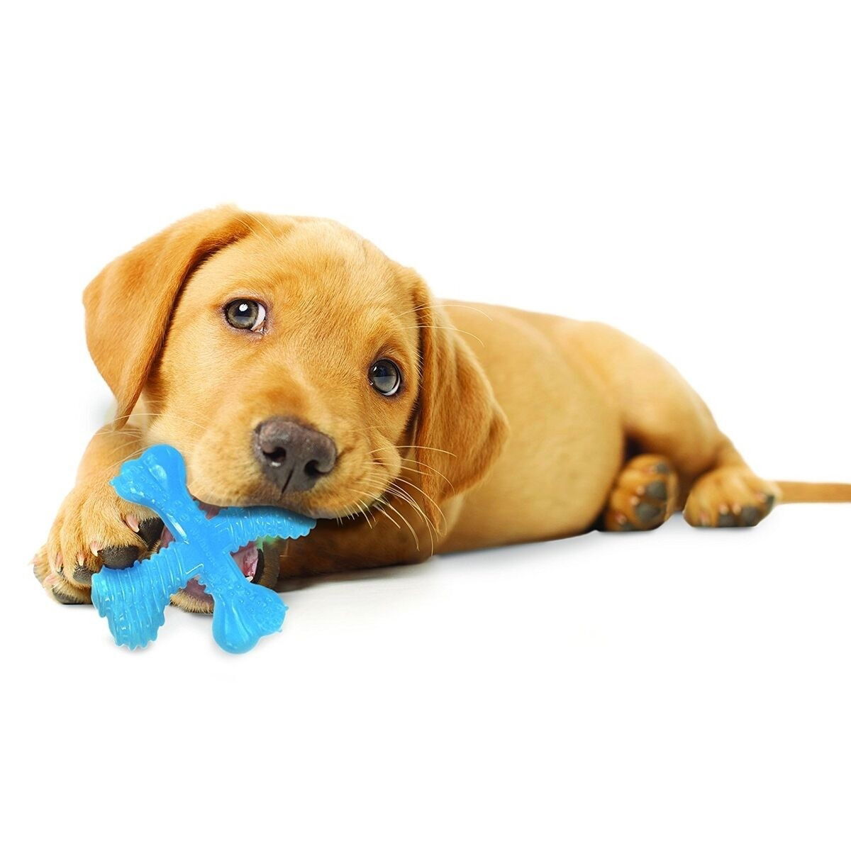 Nylabone Puppy Teething X Bone Beef XS
