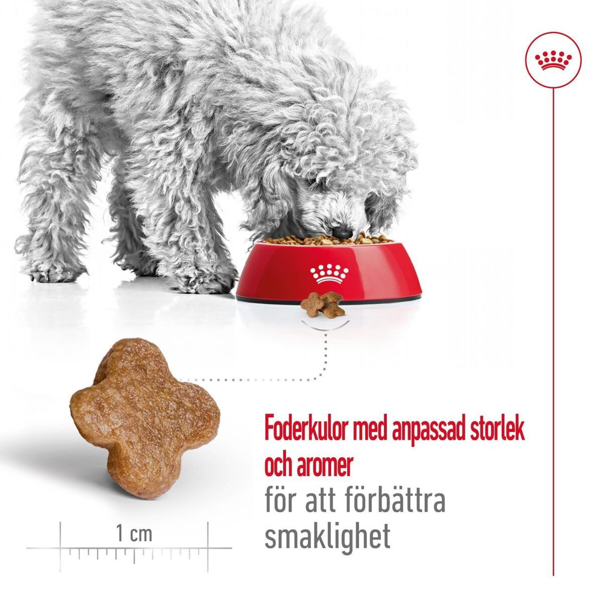 Royal Canin Mini Adult 8+ torrfoder för hund