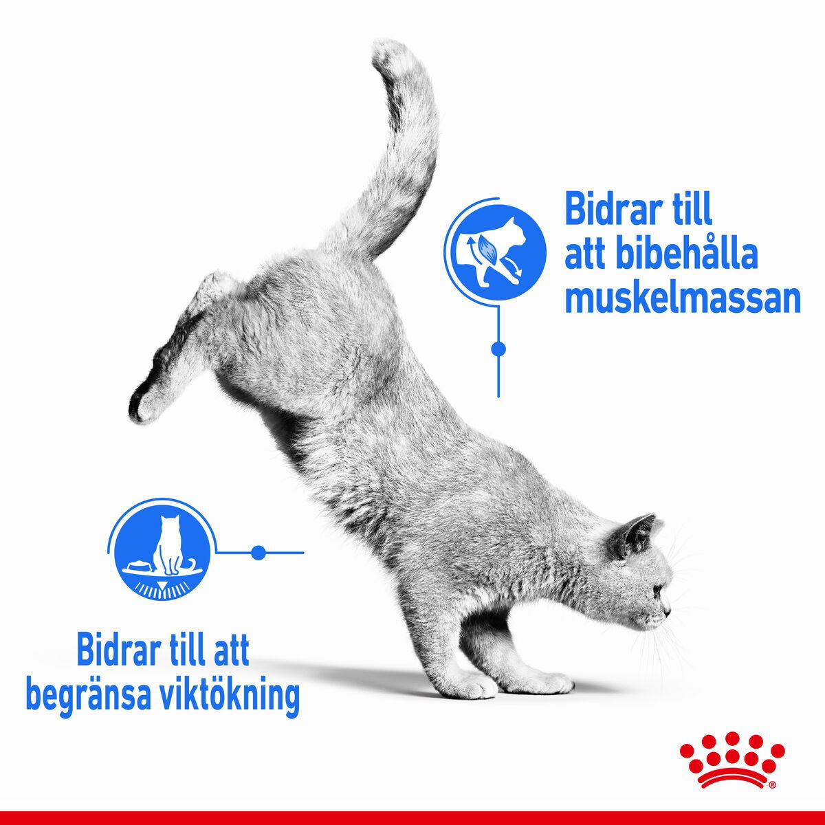 Royal Canin Light Weight Care Jelly Adult våtfoder för katt