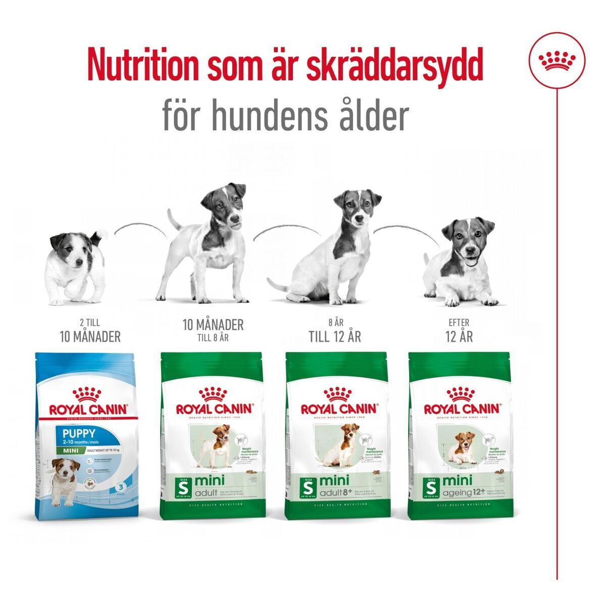 Royal Canin Mini Adult 8+ torrfoder för hund